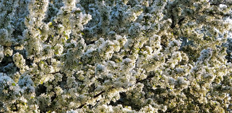 11059669_10204829623794488_8710030670951826974_o