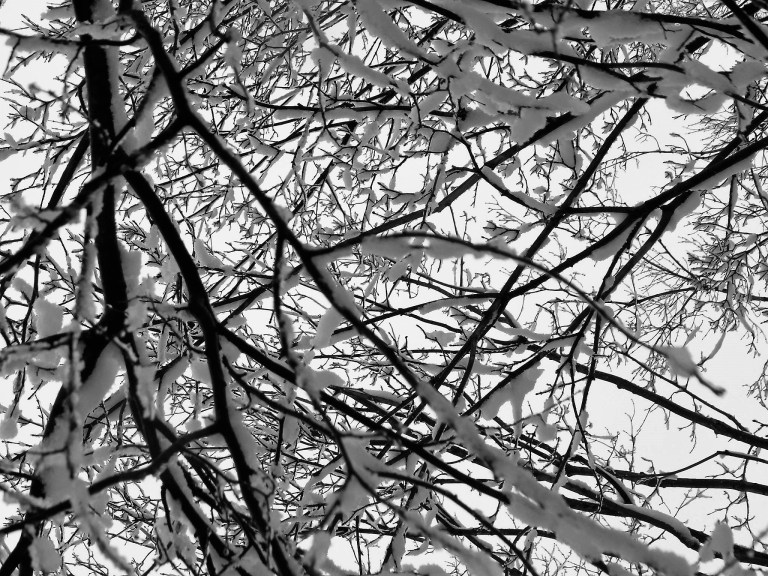 11073529_10204557907561752_8332247993996772375_o