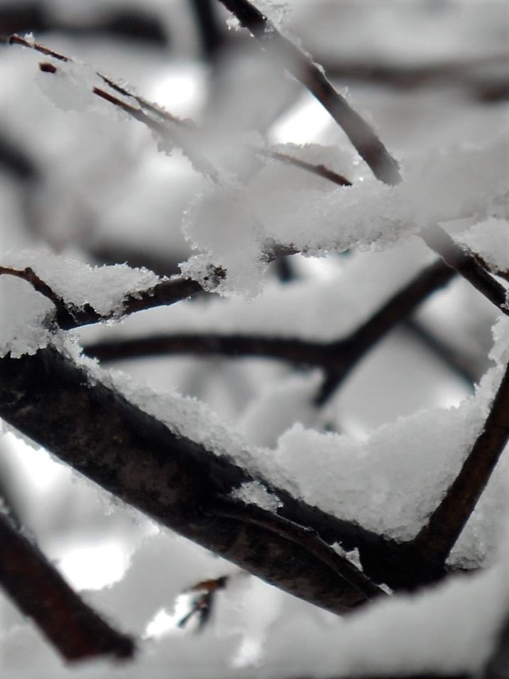 11082571_10204557908241769_3690106809811889748_n