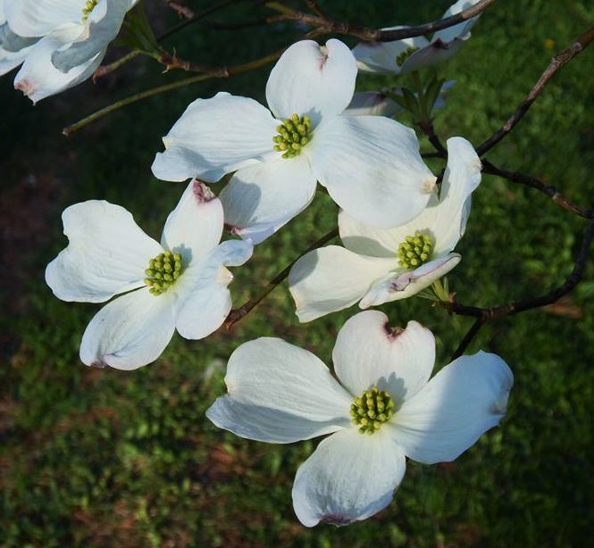 11169896_10204829622514456_9136446199071624136_n