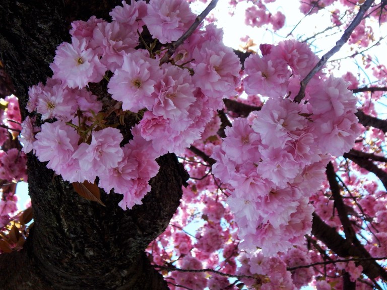 11203548_805807012788003_7499187346626731150_o