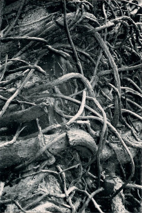 1918585_1326853725498_1606532_n