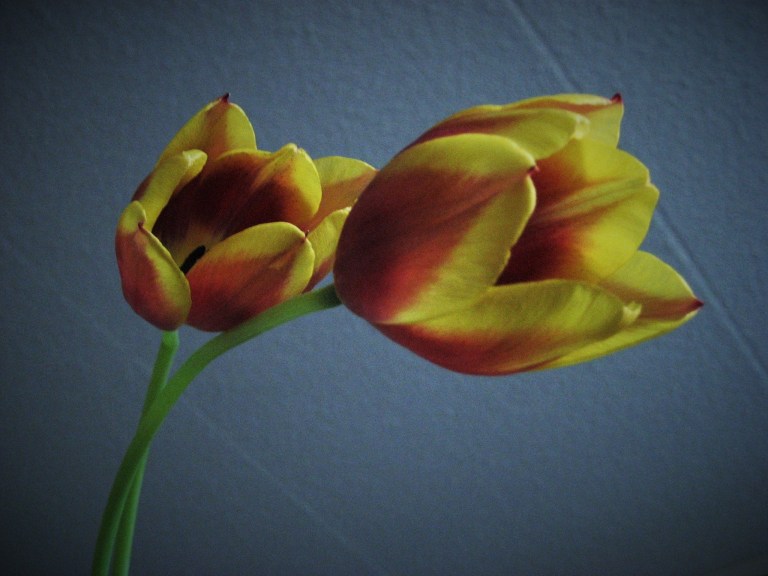 1265554_10200896491908649_1578691664_o